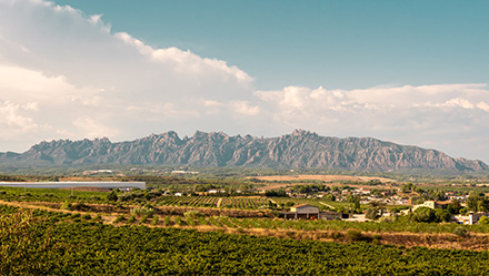 Cava Wine Vineyard View