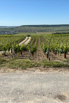 Hautvilliers Vineyards 2
