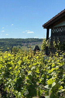 Ventueil Vineyard