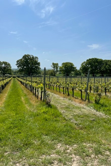  Gusbourne Wine Estate 