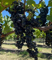 McLeish Estate Grape vine
