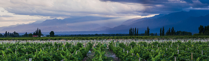 Uco Valley, Mendoza Vineyard