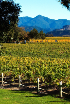 Marlborough Vineyard surrounded with trees and misty mountains in the background