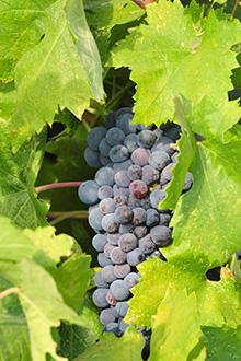 Zinfandel Grape on the vine